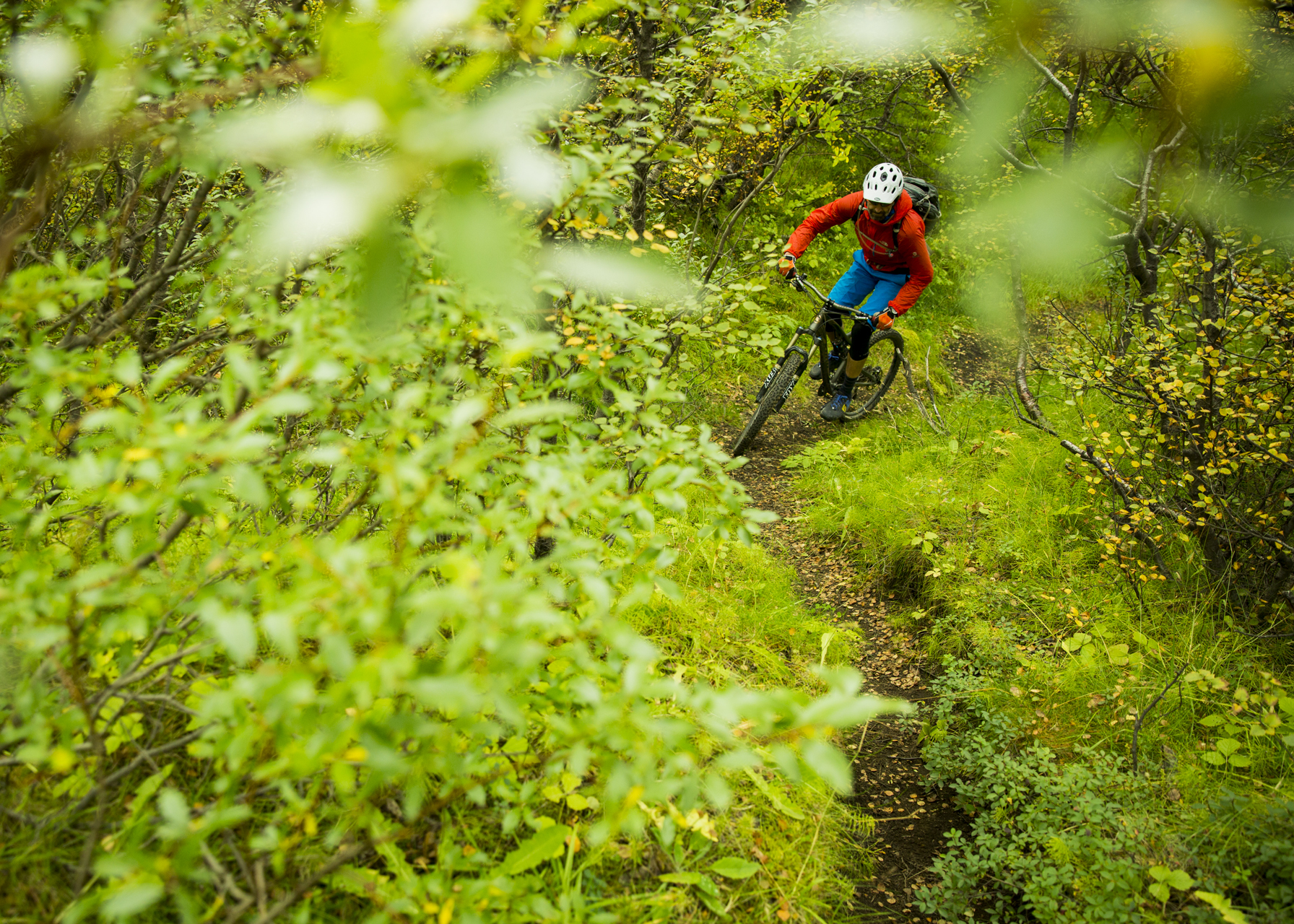 Just when we thought we had seen everything in Iceland, we pedaled through a birch forest on the approch to Þórsmörk.